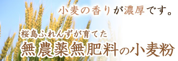 小麦の香りが濃厚です♪桜島ふれんずが育てた、無農薬無肥料の小麦粉