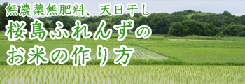 無農薬無肥料、天日干し！桜島ふれんずのお米の作り方