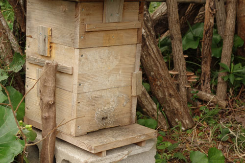 ミツバチの養蜂箱の写真