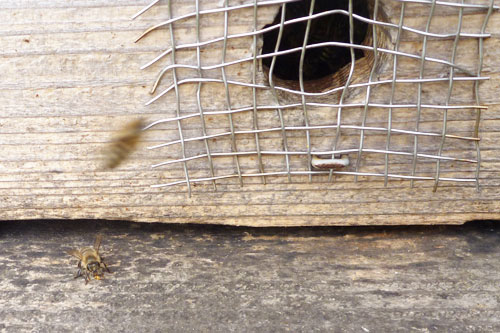 養蜂箱に帰ってきたミツバチの写真