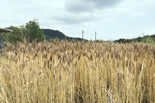 桜島ふれんずの小麦畑