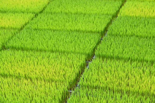 桜島ふれんずのお米の作り方 農園 桜島ふれんず