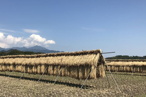 天日干しの風景