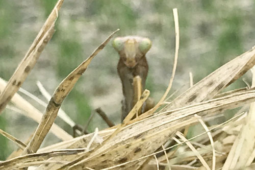 稲わらから顔を出したカマキリの写真