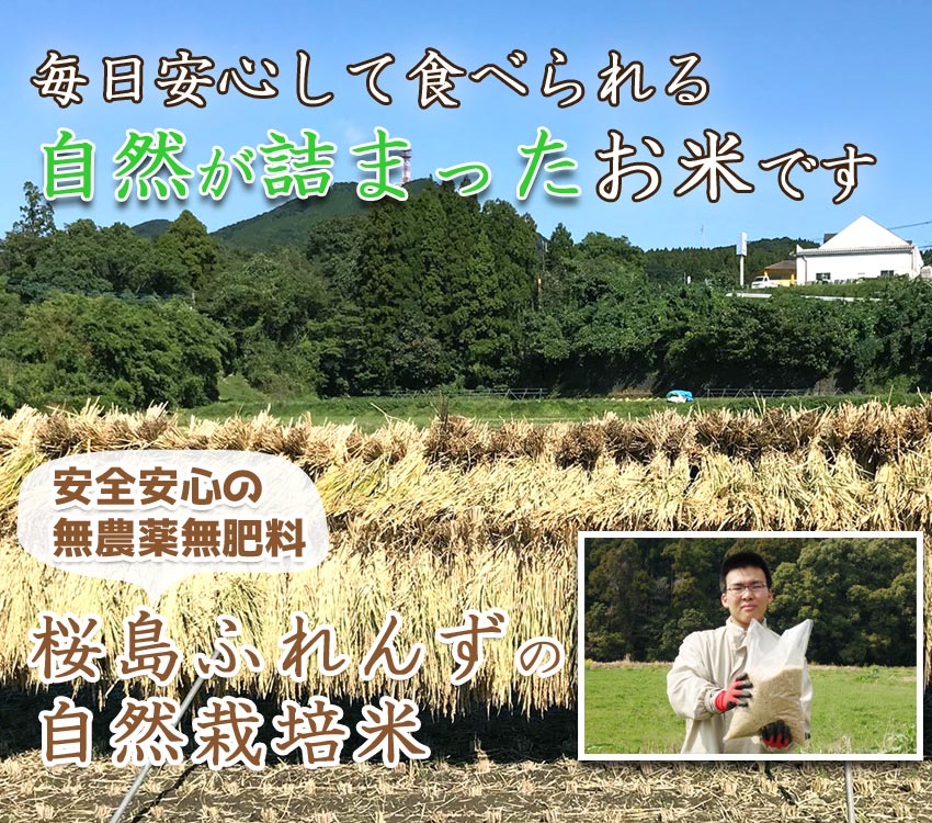 通常のお米の半分しか収穫できない、自然の農法にこだわりぬいたお米です。桜島ふれんずの無農薬、無肥料米